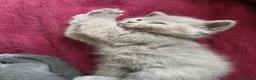 British Shorthair cats for sale: 4 British Shorthair kittens for sale - Advert 5