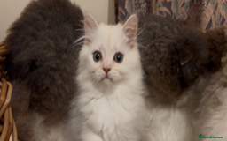 Persian cats for sale: Beautiful Fur Babies  - Image 1