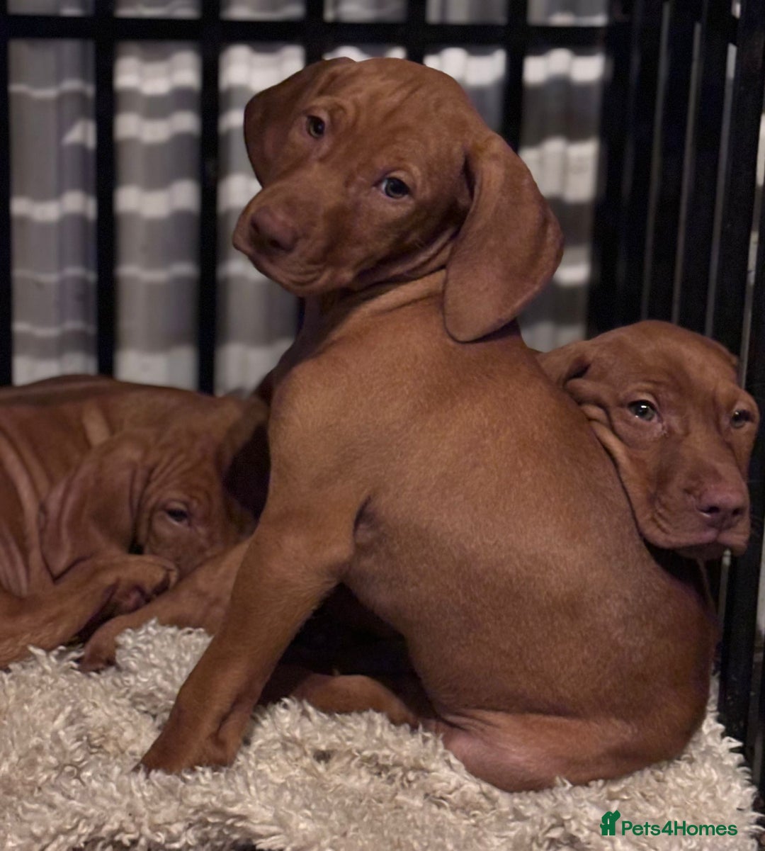 Hungarian Vizsla dogs for sale: Exceptional kc Hungarian viszla pups. NOW READY - Image 17