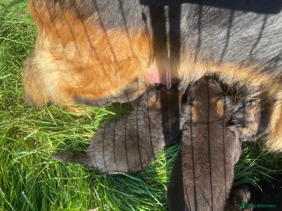 German Shepherd dogs for sale: German Shepherd pups KCRegistered/hip&elbow scored - Image 10