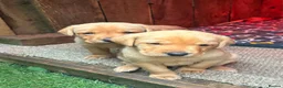 Labrador Retriever dogs for sale: KC registered Red Labrador puppies in Middlewich - Advert 1