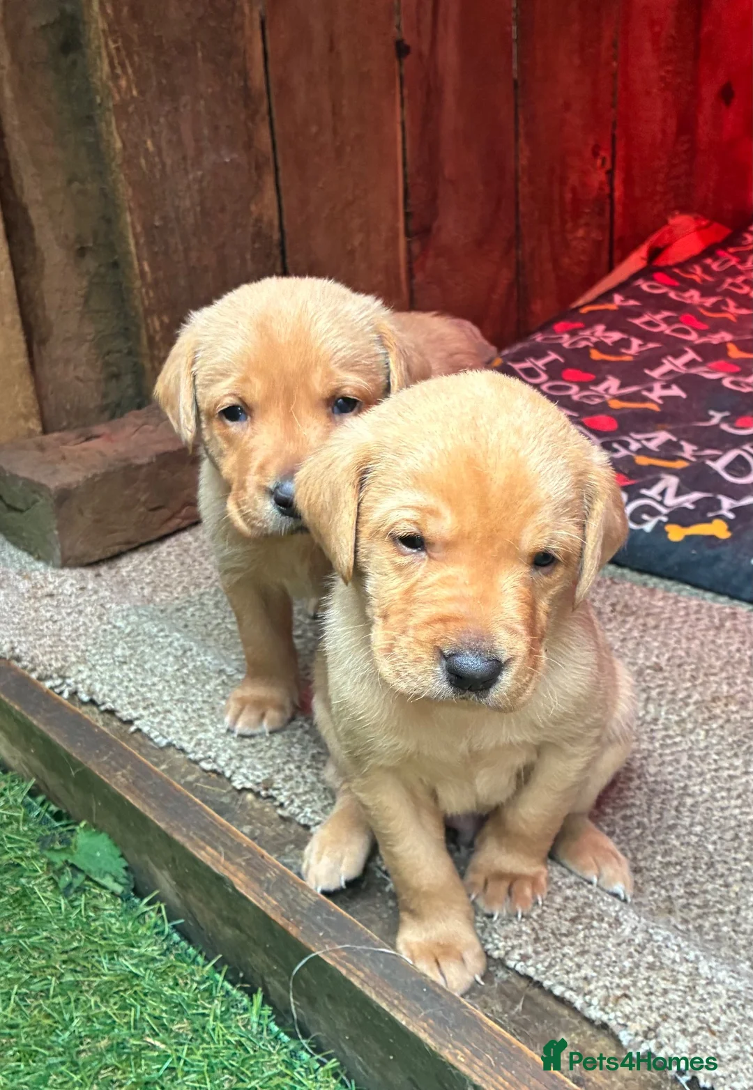 Labrador Retriever dogs for sale: KC registered Red Labrador puppies in Middlewich - Advert 1