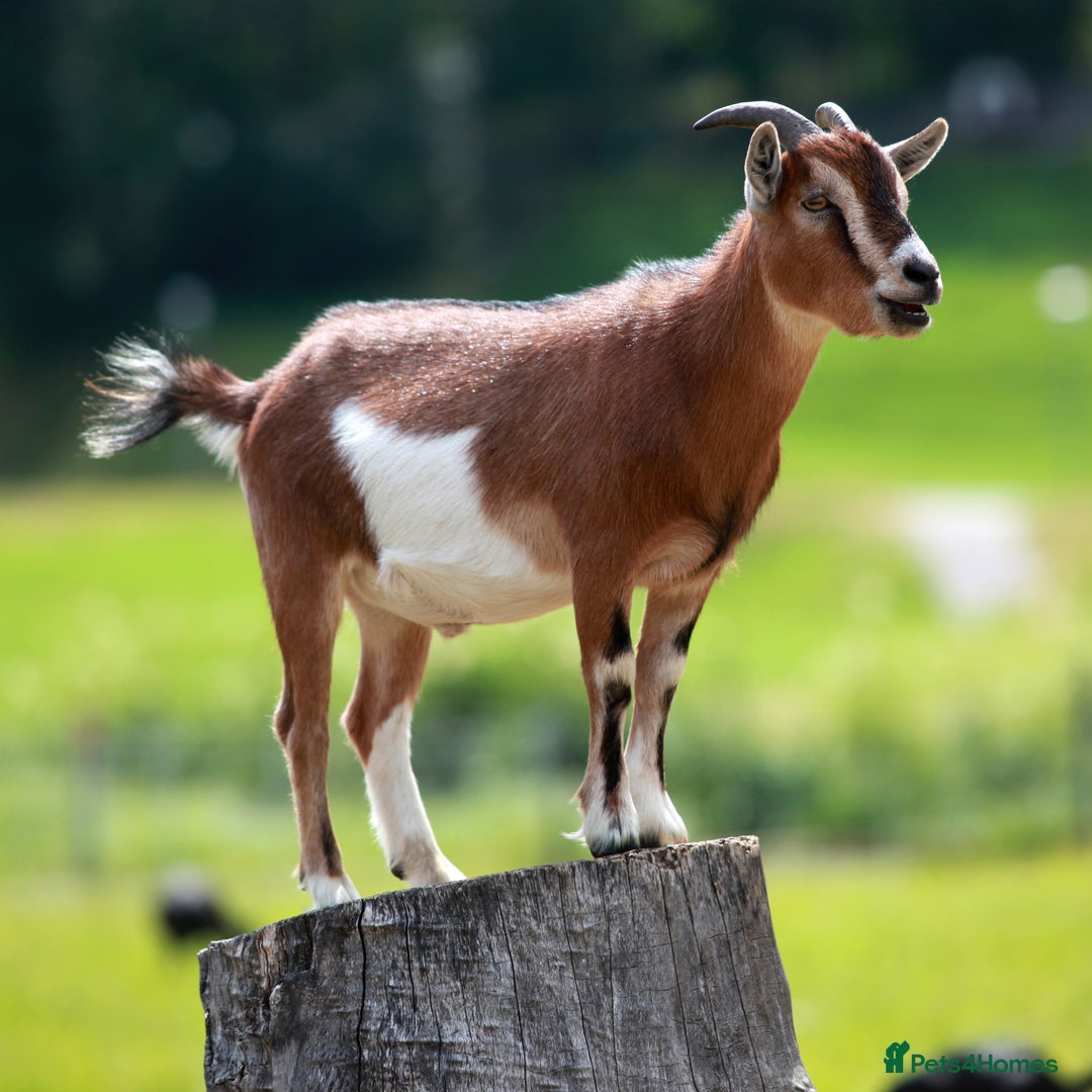 Mixed Breed livestock for sale: WANTED !! any animals needing new home - Image 4