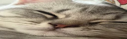 British Shorthair cats for sale: 🏆GCCF Rare Lilac Tabby  - Advert 14