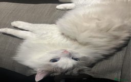 Ragdoll cats for sale: Beautiful Ragdoll cat looking for a warm home - Image 6