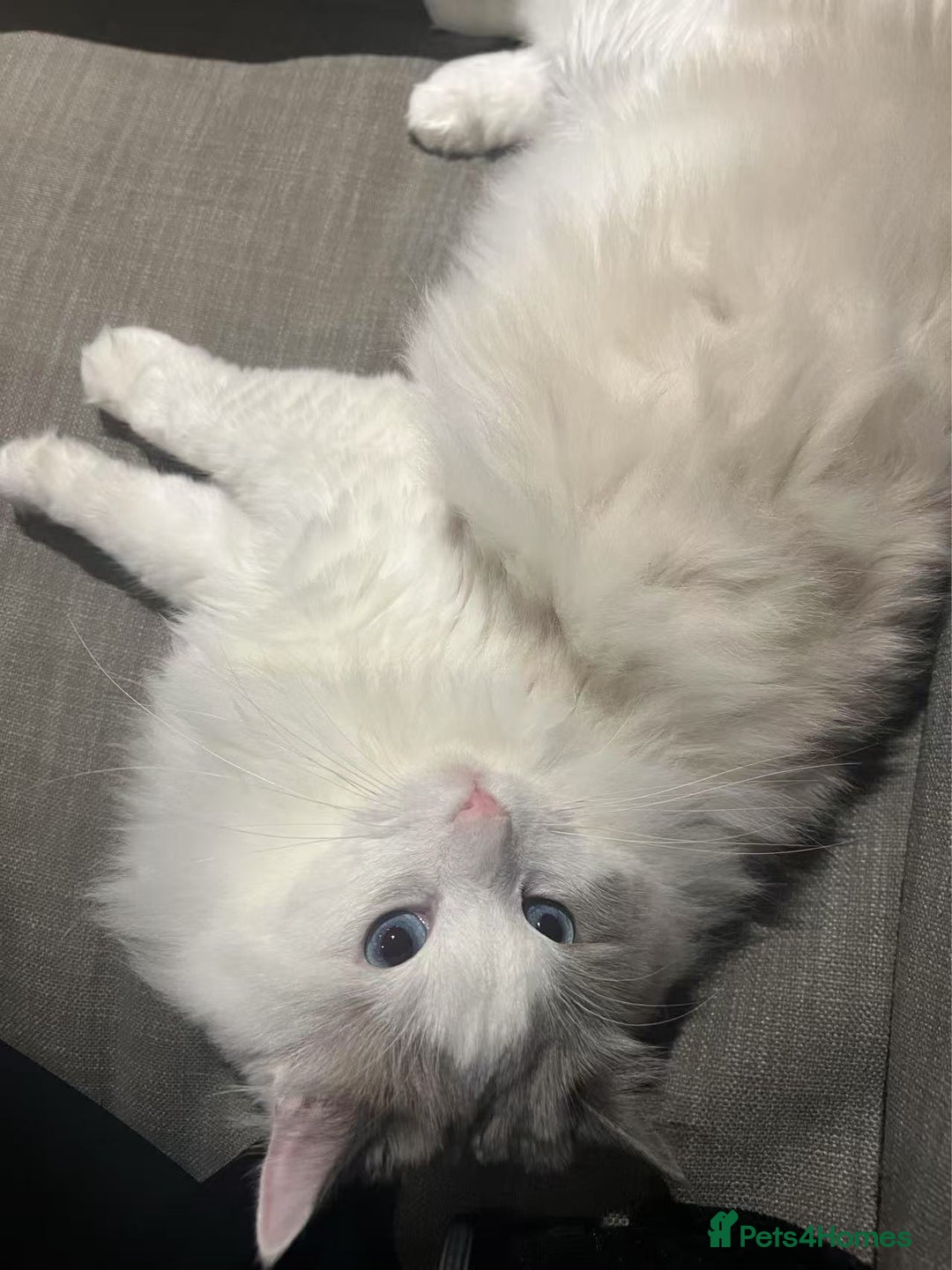 Ragdoll cats for sale: Beautiful Ragdoll cat looking for a warm home - Image 6