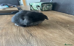 Dwarf Lop rabbits for sale: Dwarf lops READY NOW - Image 12