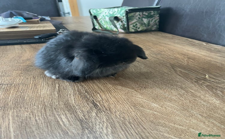 Dwarf Lop rabbits - Advert 3