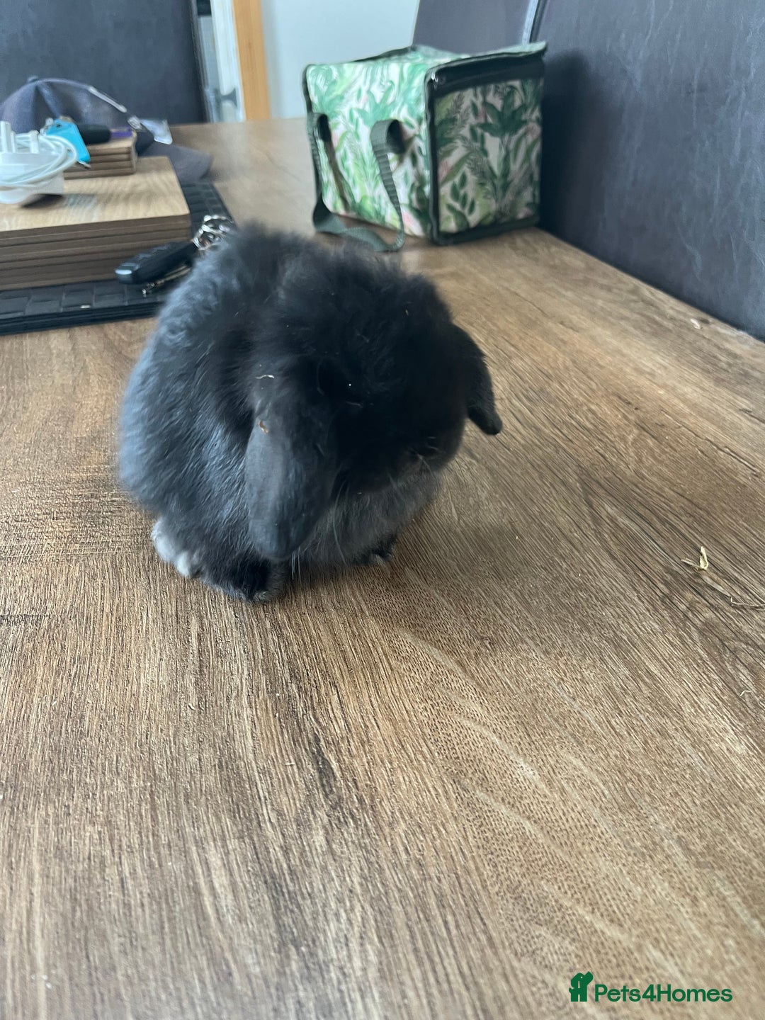 Dwarf Lop rabbits for sale: Dwarf lops READY NOW - Image 12