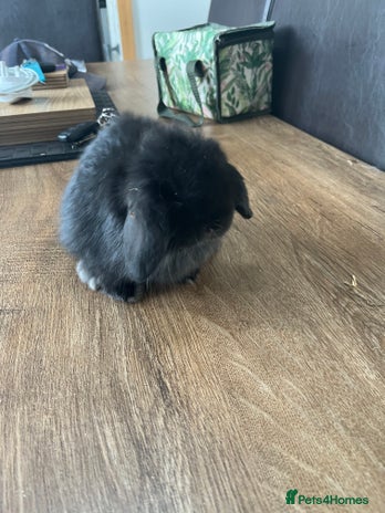 Dwarf Lop rabbits - Advert 3