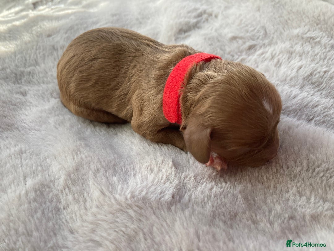 Mixed Breed dogs for sale: Cockapoo/Cavapoo Mix Puppies Available 10 Nov 25 - Image 11