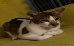 Peterbald cats for sale: Theo and Lewis (ginger )  - Image 15