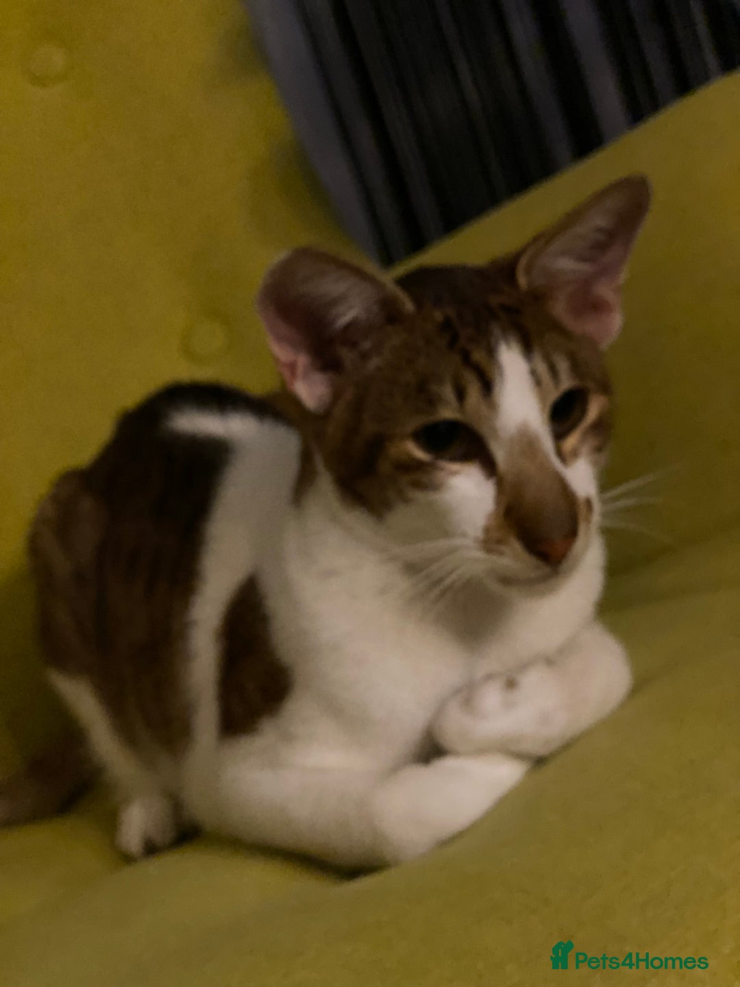 Peterbald cats for sale: Theo and Lewis (ginger )  - Image 15