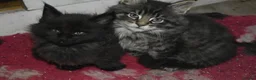 Maine Coon cats for sale: Gorgeous Champion Bloodline Maine Coon Kittens - Advert 16