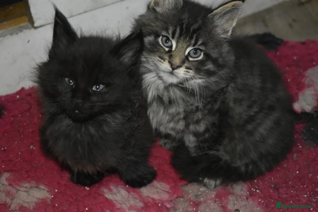 Maine Coon cats for sale: Gorgeous Champion Bloodline Maine Coon Kittens - Advert 20