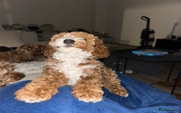 Cavapoo dogs for sale: 5 month old Trained stunning Cavapoo  - Image 7
