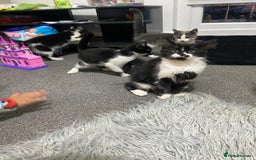 Mixed Breed cats for sale: Kitten - Image 7