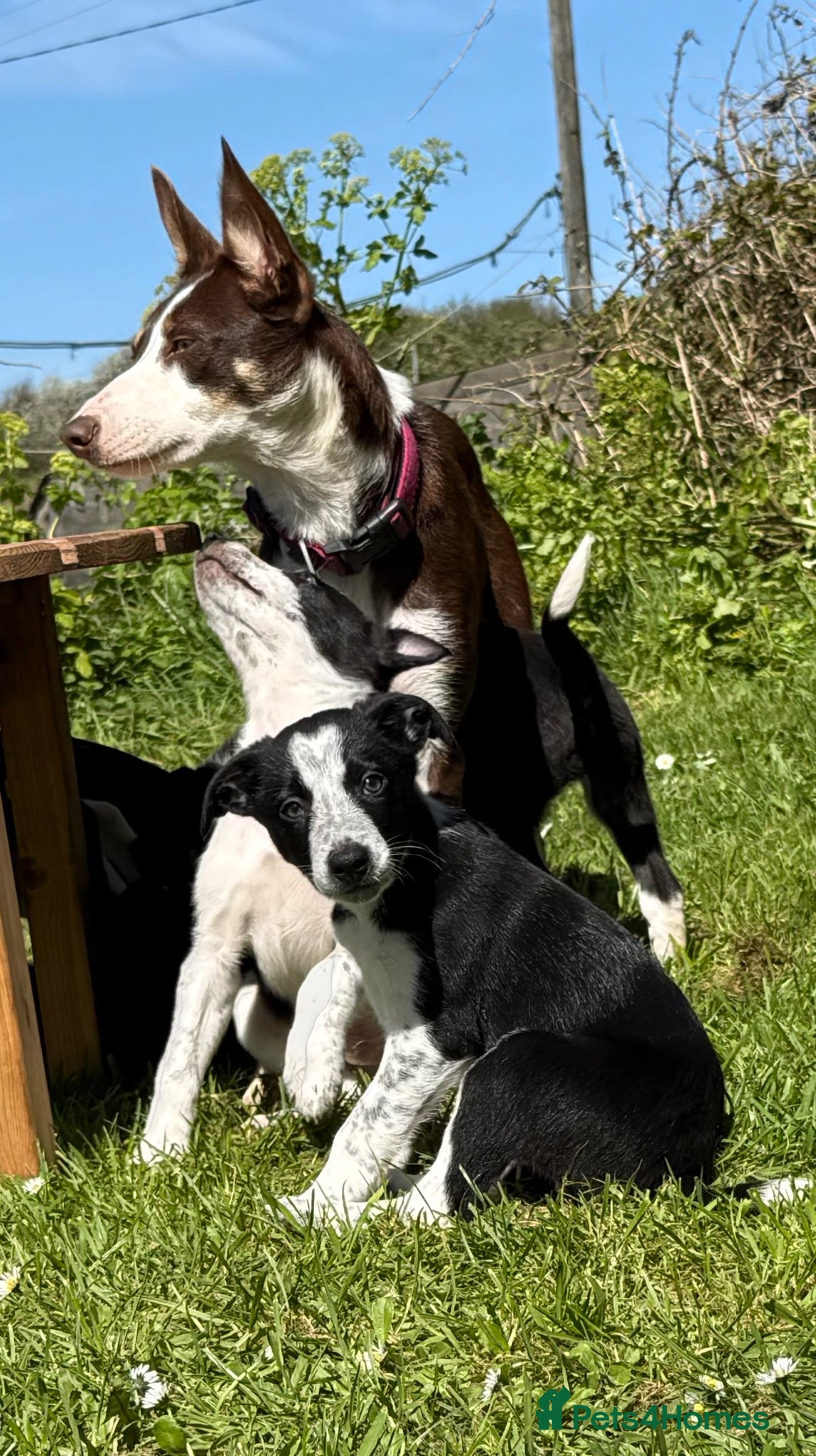 Border Collie dogs Border Collie Pups looking for new home ready now - Advert 1