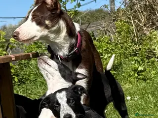 Border Collie dogs Border Collie Pups looking for new home ready now - Advert 1