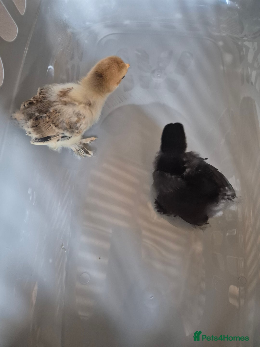 Chickens poultry for sale: Pekin Bantam Chicks 3 weeks old - Image 1