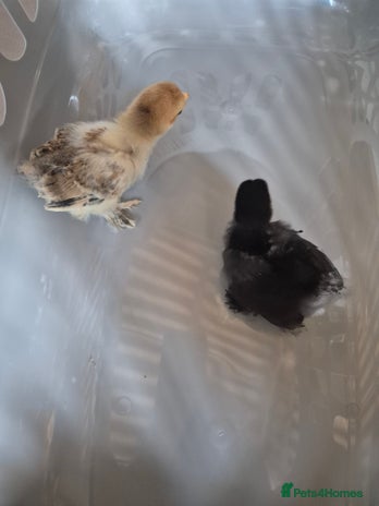 Chickens poultry - Advert 10