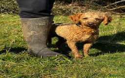 Toy Poodle dogs for stud: KC Registered Red Toy Poodle Fully DNA Tested in Radstock - Image 27