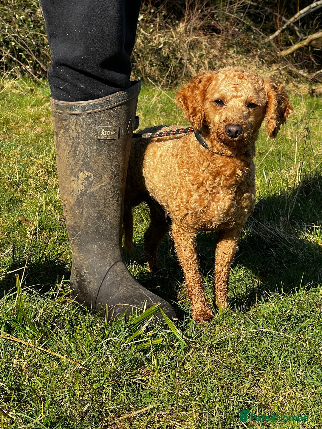 Toy Poodle dogs for stud: KC Registered Red Toy Poodle Fully DNA Tested in Radstock - Image 27