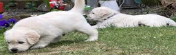 Golden Retriever dogs for sale: Gorgeous Chunky Golden Retriever Puppies - Advert 34