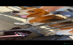 Beagle dogs for sale: Beagle looking for new home  - Image 2