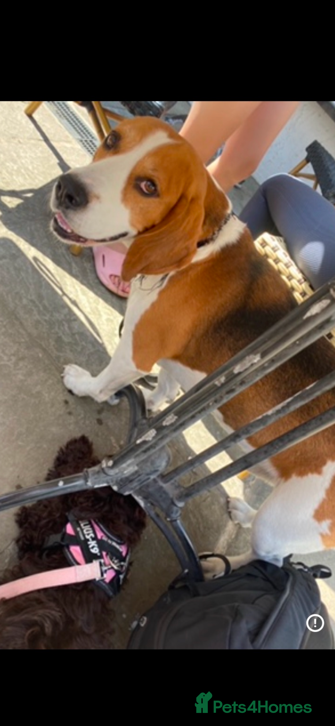 Beagle dogs for sale: Beagle looking for new home  - Image 2
