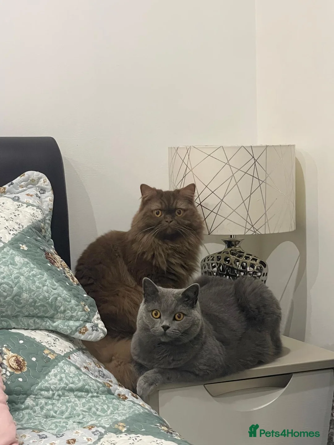 British Shorthair cats for sale: Cinnamon British Longhair& Blue British Shorthair  - Advert 5