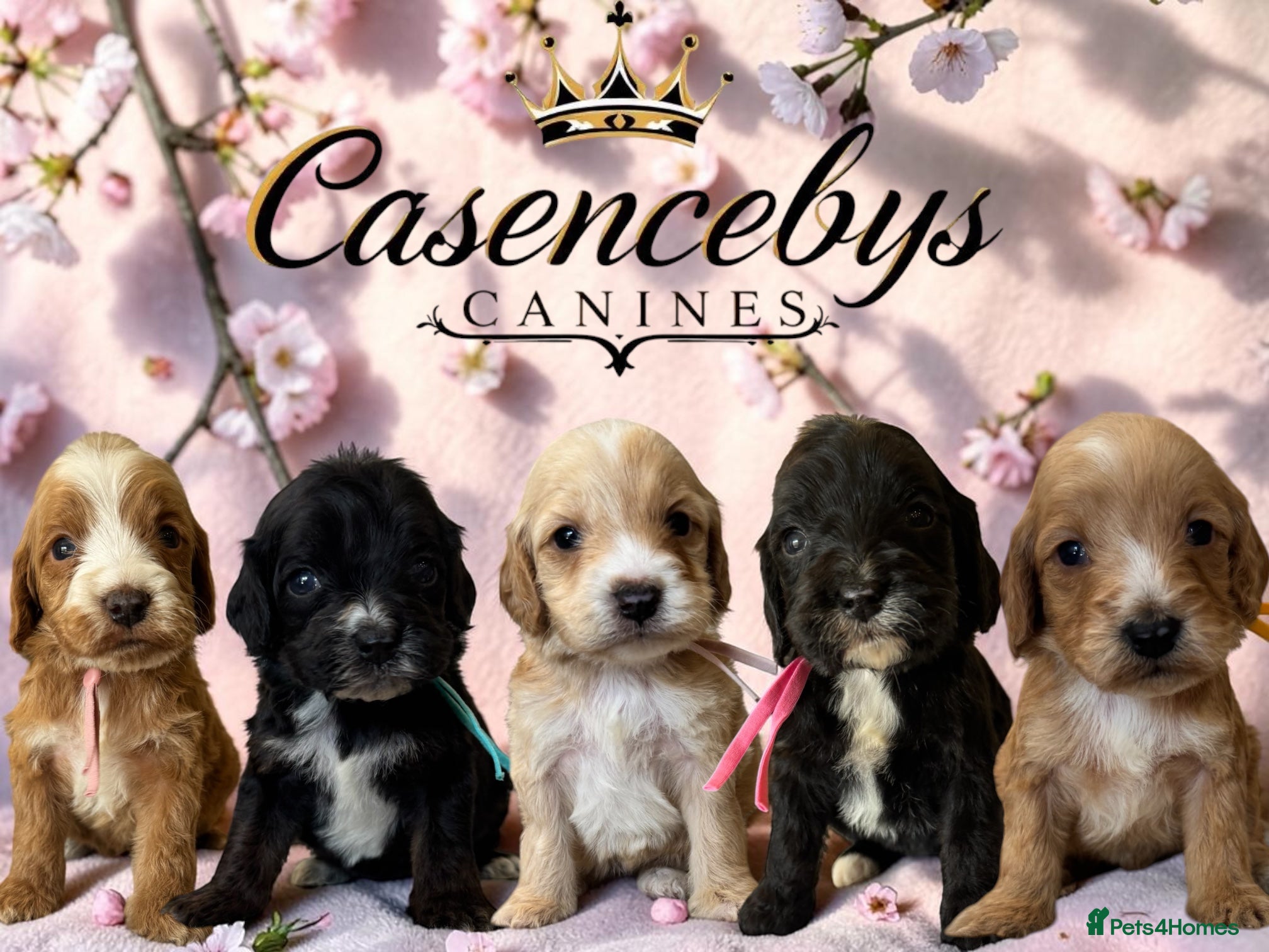 Cockapoo dogs Beautiful DNA clear F1 cockapoos pups - Advert 1