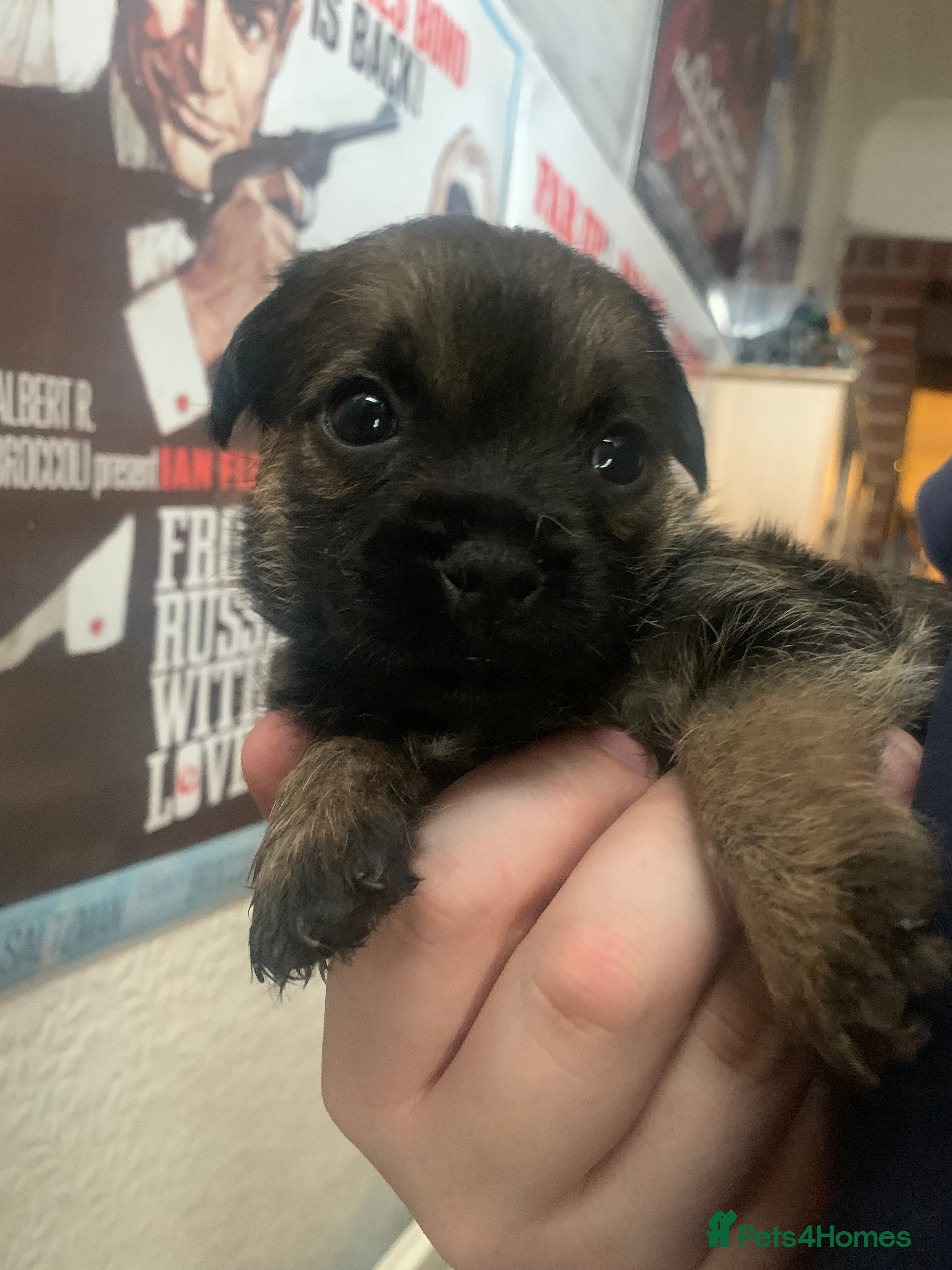 Border Terrier dogs Female Border Terrier Puppy For Sale - Advert 11