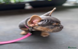 French Bulldog dogs for sale: French bulldog female puppy  - Image 2