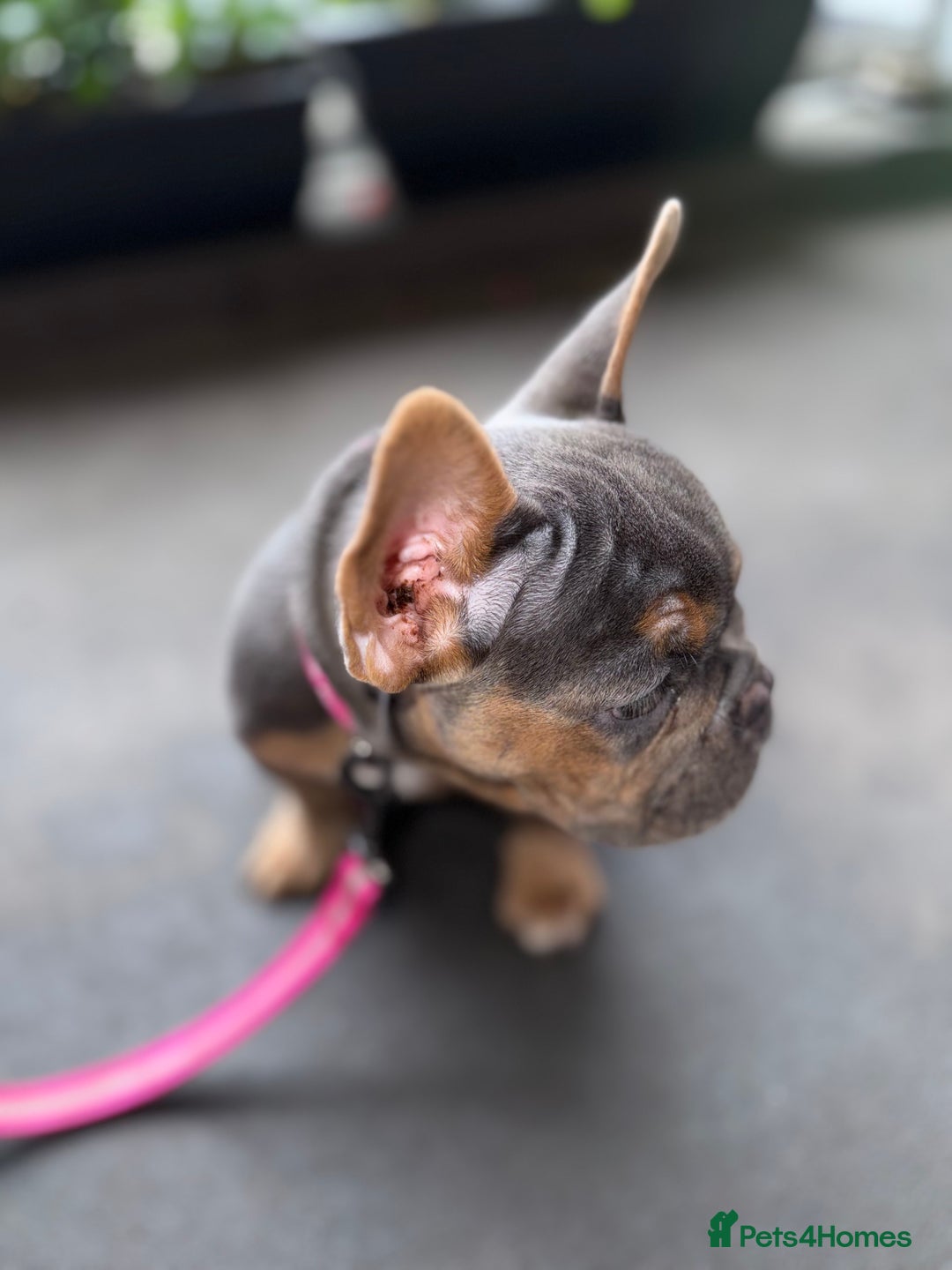 French Bulldog dogs for sale: French bulldog female puppy  - Image 2