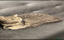 British Shorthair cats for sale: For sale British shorthair  - Image 2