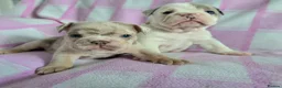 English Bulldog dogs for sale: F1 Mini bull x Kc reg English bulldog - Advert 4