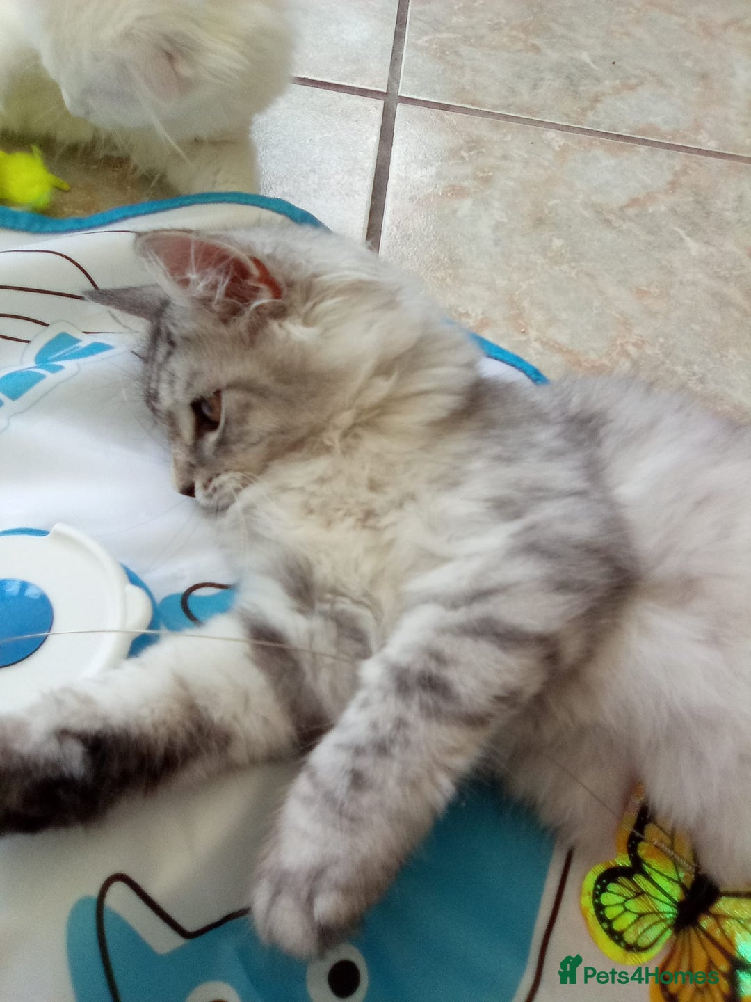 Scottish Fold cats for sale: I am a loving little boy! - Image 2