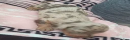 Dachshund dogs for sale: Puppy  in Bolton - Advert 29