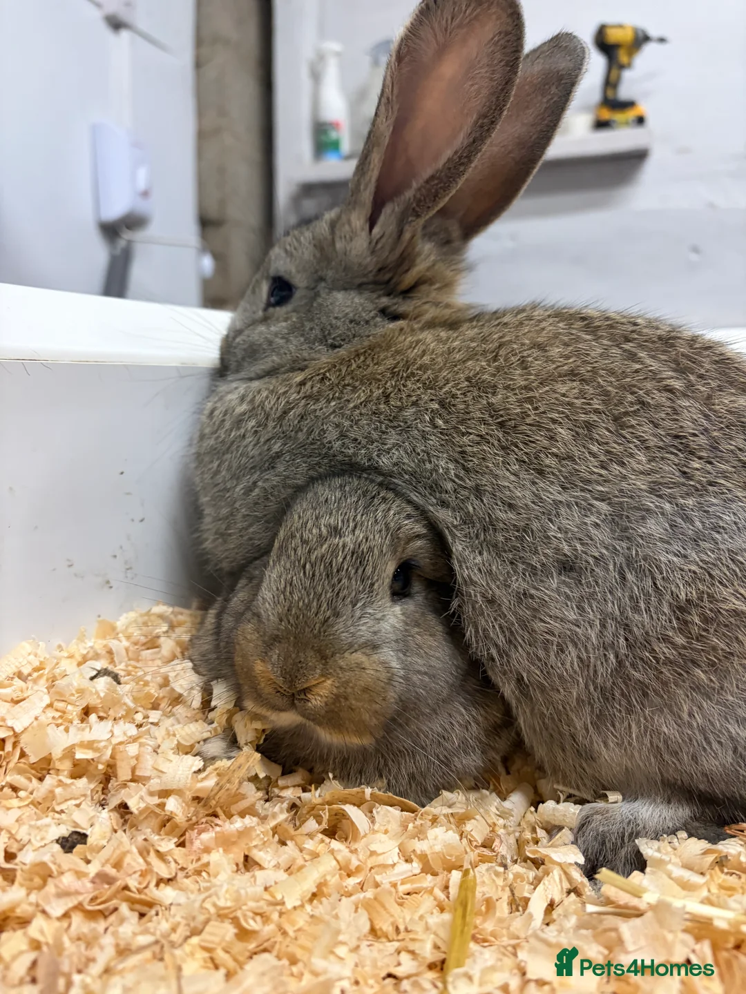 Flemish rabbits for sale: 7 Beautiful Flemish Giant Rabbits - Advert 5