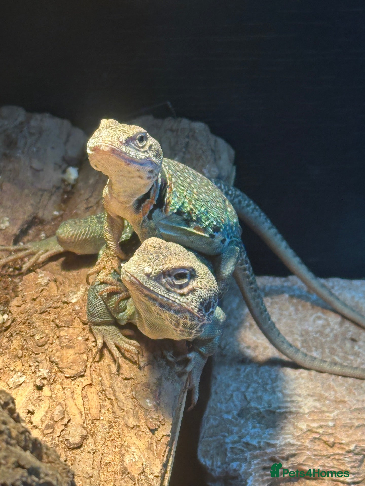 Lizard reptiles Breeding pair of Collared Lizards - Advert 2