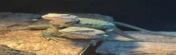 Lizard reptiles for sale: Breeding pair of Collared Lizards in Coalville - Advert 2