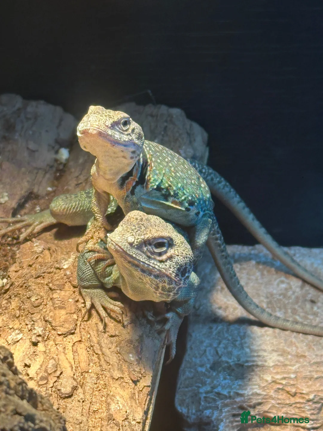 Lizard reptiles for sale: Breeding pair of Collared Lizards in Coalville - Advert 2