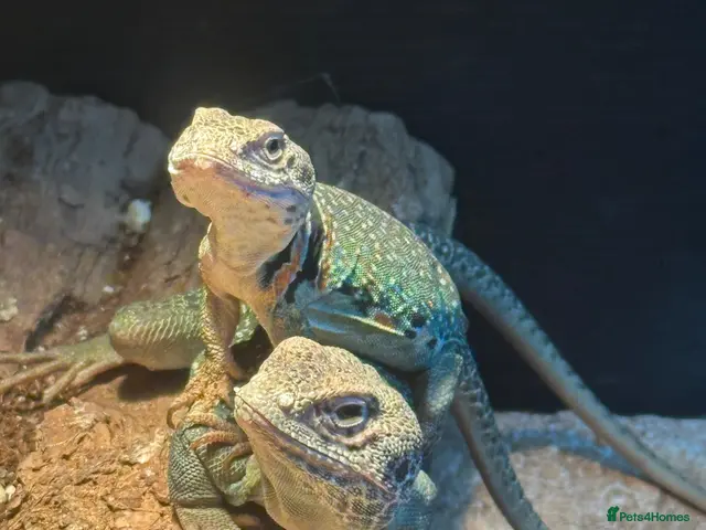 Lizard reptiles Breeding pair of Collared Lizards - Advert 2