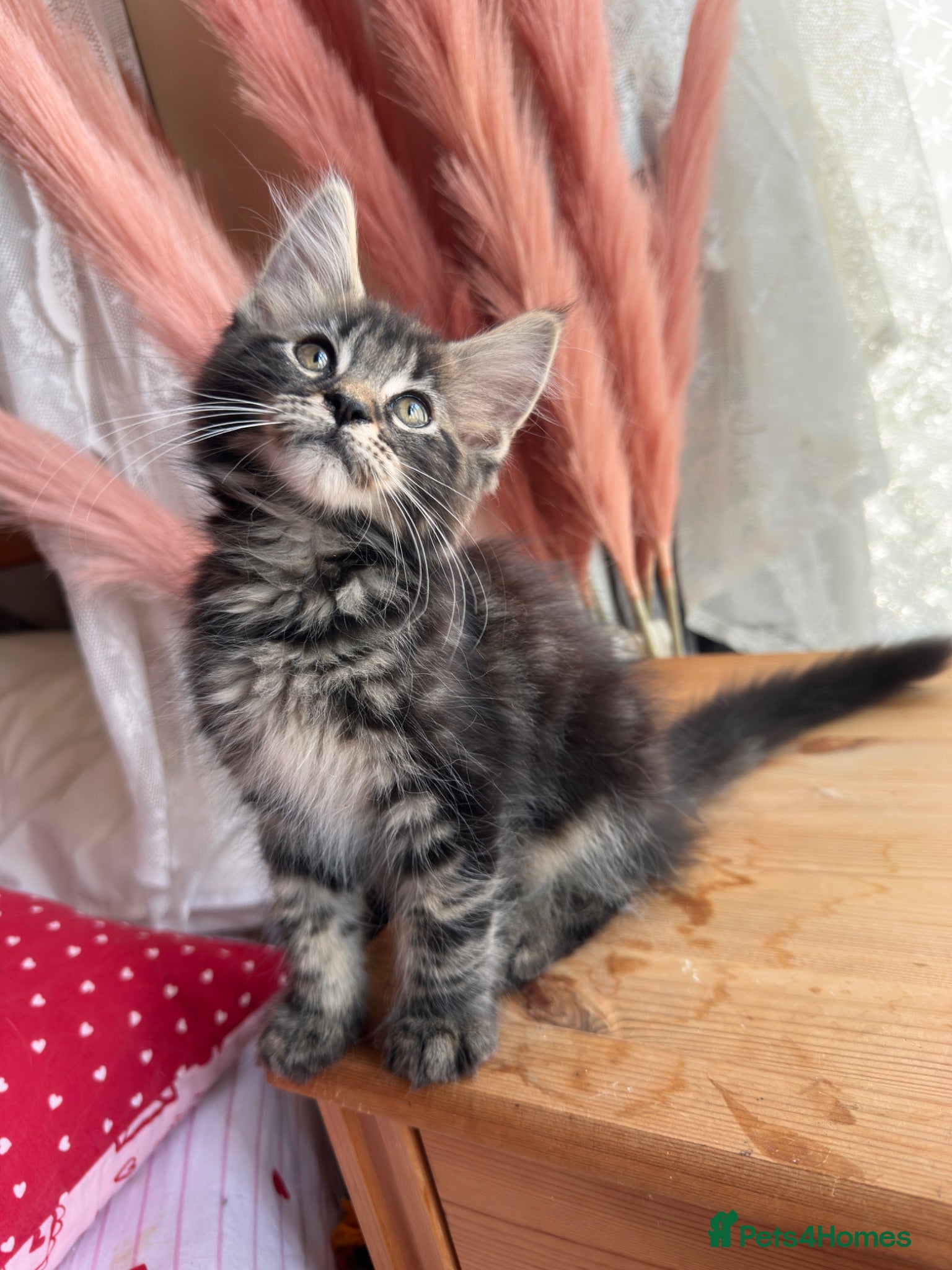 Maine Coon cats 🐾😻Maine Coon kittens 1 remaining😻🐾 - Advert 16