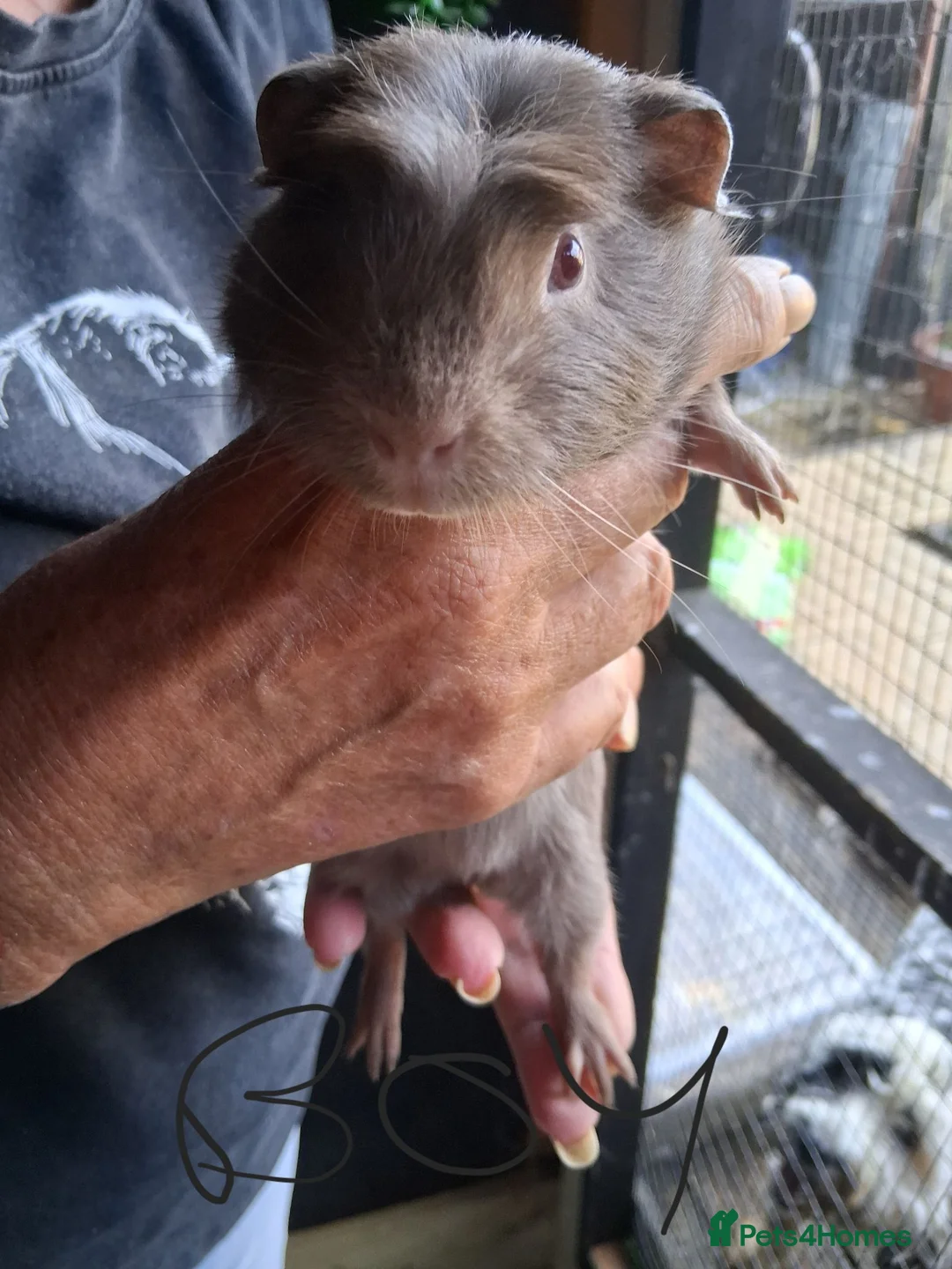 Guinea Pig rodents for sale: Baby guinea pigs  - Advert 10