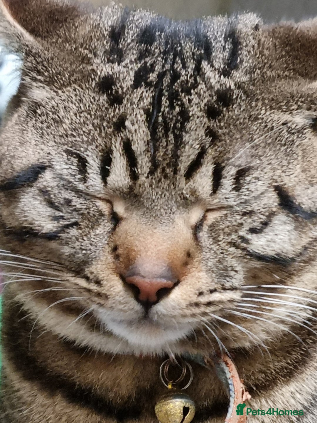 Bengal cats for sale: Walter, free to a good home  - Advert 2
