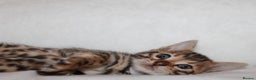 Bengal cats for sale: Pedigree TICA Bengal Kittens - Ready 07/01/26 - Advert 8