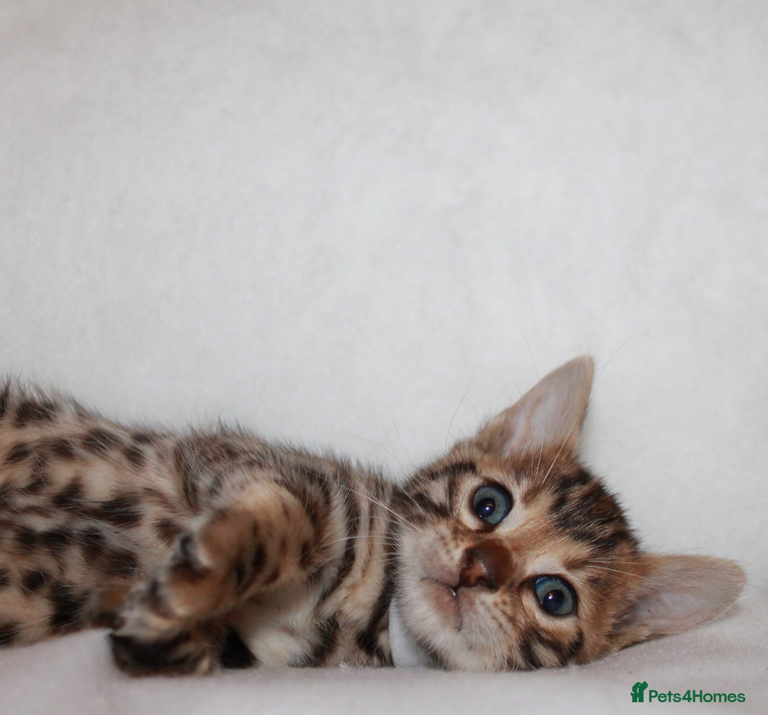 Bengal cats for sale: Pedigree TICA Bengal Kittens - Ready 07/01/26 - Advert 8