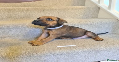 Mixed Breed dogs - Advert 13